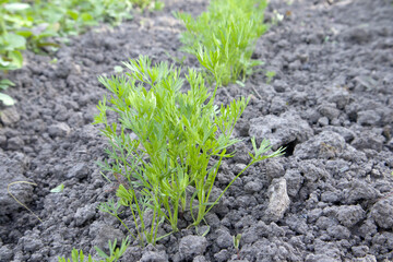 Fresh green young carrot tops, growing vegetables in the open ground on fertile soil, the concept of agriculture