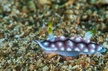 Obraz na płótnie Canvas Geometric Chromodoris (Chromodoris Geometrica), a sea slug, dorid nudibranch on tropical reef near Anilao, Mabini, Philippines. Underwater photography and travel.