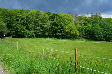 Blick &uuml;ber die Wiese auf einen Weg im Firnsbachtal bei Schauenburg