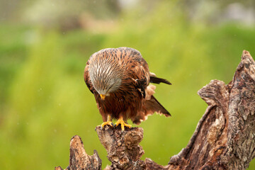 Red kite, bird of prey portrait. The bird is sitting on a stump. Ready to attack its prey. In the rain, detailled