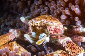 Spotted Porcelain Crab (Neopetrolisthes maculatus) nested in an anemone near Anilao, Batangas, Philippines.  Underwater photography and sea life..