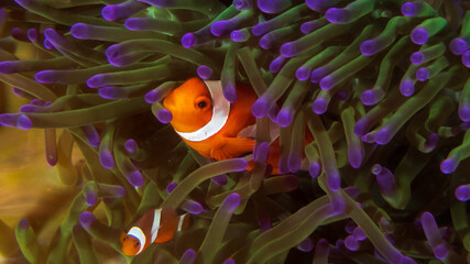 False anemonefish in Anilao, Philippines.  Underwater photography and travel.