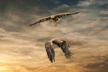Two European sea eagles flying in a brown and yellow dramatic sky. Birds of prey in flight. Flying birds of prey during a hunt