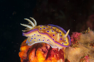 Kuni's Nudibranch (Goniobranchus Kuniei) near Anilao, Philippines.  Underwater photography and travel.