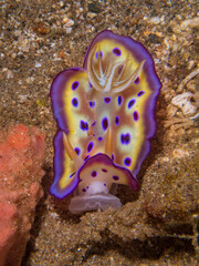Kuni's Nudibranch (Goniobranchus Kuniei) near Anilao, Philippines.  Underwater photography and travel.