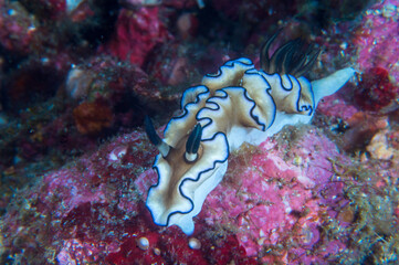 Siboga Glossodoris nudibranch, a sea slug(Glossodoris sibogae, Doriprismatica siboga) on sandy bottom near Anilao, Mabini, Philippines.  Underwater photography and travel.