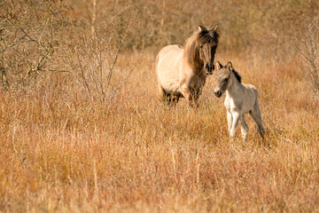 Mare and foal konik horse in a nature reserve, They walk in the golden reeds. Newborn leads the way © Dasya - Dasya