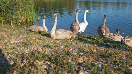 A swan family by the water.