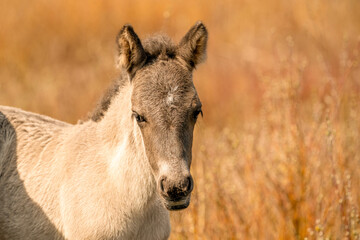 Head of a konik horse foal. The cute young animal looks straight into the camera. In the golden reeds © Dasya - Dasya