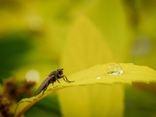 Toilette matinale de Miss Mouche