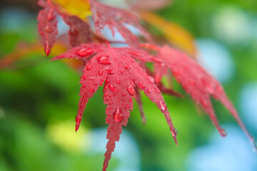 モミジ もみじ 美しい きれい 紫 落ち着いた 日本庭園 和風 鮮やか 秋 可憐 雨