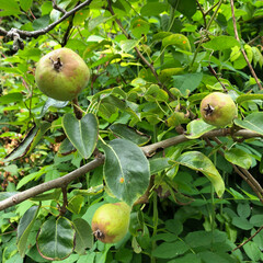 apples on a tree