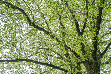 Spring