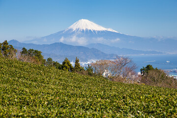 Fototapeta premium 茶畑と富士山