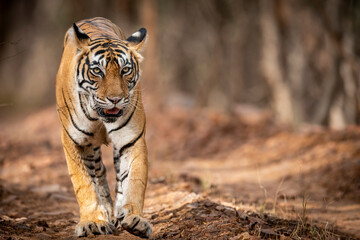 wild royal bengal tiger walking head on during outdoor jungle safari at ranthambore national park...