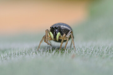Jumping spider with yellow queliceros