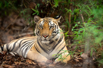 Indian wild royal bengal male tiger closeup in monsoon rains at bandhavgarh national park or tiger reserve umaria madhya pradesh india - panthera tigris tigris