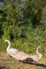 A white swan parent with four young swans looking for food on the shore with greenery behind them. Vertical image, place for text.