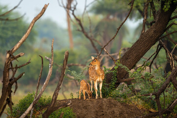 mother Spotted deer or Chital or Cheetal or axis axis with her fawn in scenic and colorful landscape of keoladeo national park or bharatpur bird sanctuary Rajasthan India