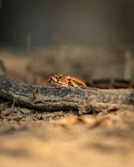 Python molurus or Indian rock python or black tailed python portrait on branch at keoladeo ghana national park or bharatpur bird sanctuary rajasthan india