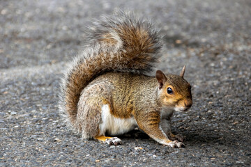 Eastern Gray Squirrel hanging out in a parking lot