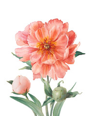 Watercolor peony poster. Artistic botanical illustration isolated on white background.