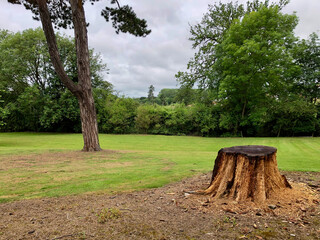tree in the park with tree stump