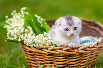 Fototapeta na wymiar Little white fluffy kitten sitting in a wicker basket full of lily of the valley flowers
