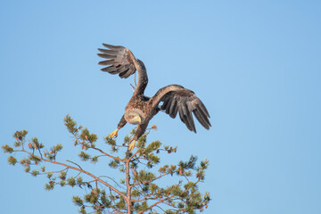 Majestic predator White-tailed Eagle (Haliaeetus albicilla) take off from a pine tree against blue sky