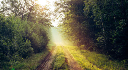 Early summer morning and mist  in the woods