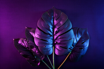 Contemporary night neon lighting and monstera leaves and exotic tropical plants.