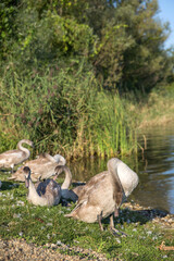 A group of young swans are resting and cleaning by the lake in the wild.