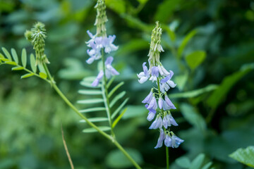 Green leaves and purple flower. Flowers and plants in the forest. Selective focus.