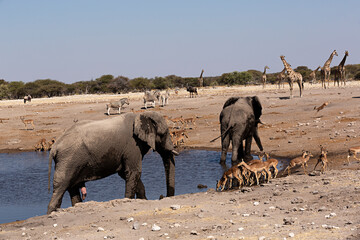 Elefantes, cebras y antílopes bebiendo en el parque nacional de Ethosa, Namibia.