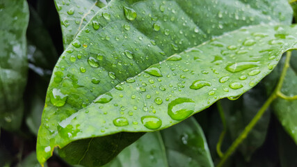 Green Tiliacora triandra leaves are soaked with rain water after raining, remain rain water drops on it.