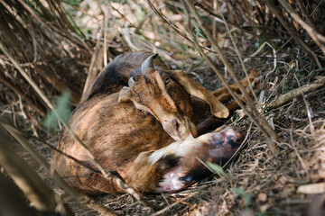 wild goat giving birth