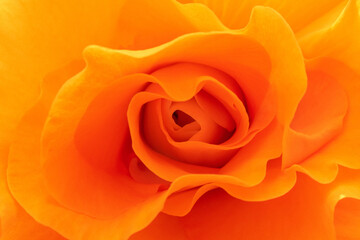 オレンジ色のベゴニアの花びら マクロ撮影