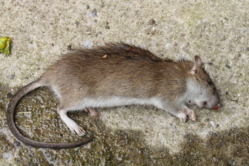 Dead Field mouse Latin name Apodemus sylvaticus. Vermin control concept - 439101843