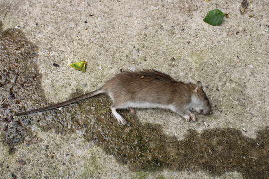 Dead mouse lying on concrete, pest exterminator concept