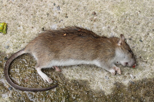 Dead Field mouse Latin name Apodemus sylvaticus. Vermin control concept