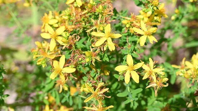 St. John&acute;s Wort in blossom. Blooming yellow flowers on mountain at summer. Bunch of Hypericum perforatum on meadow.