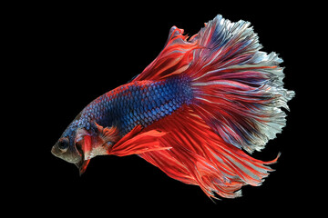 Fototapeta premium Beautiful movement of red betta fish, siamese fighting fish, Betta splendens of Thailand, isolated on black background.