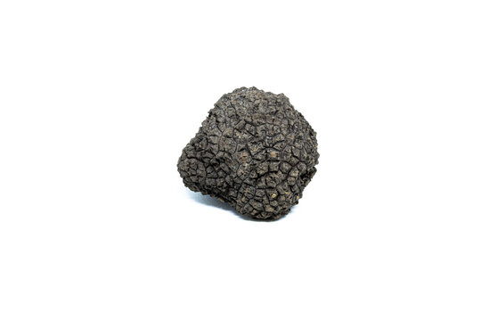 black truffle, tuber aestivum, white background