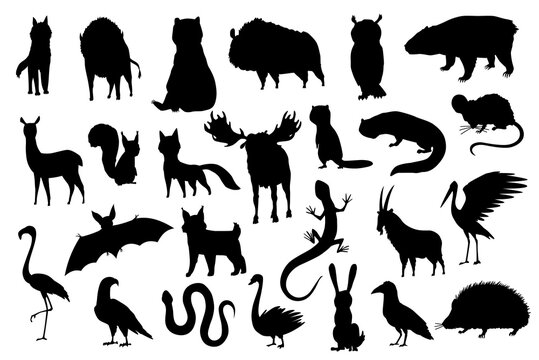 Silhouette animals of europe. Nature fauna collection. Geographical local fauna. Mammals living on continent. Vector illustration