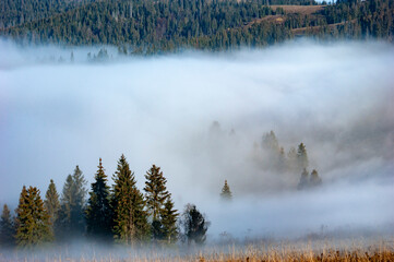 Foggy Morning