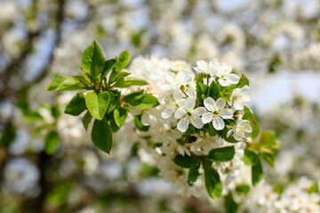 blossoming tree
