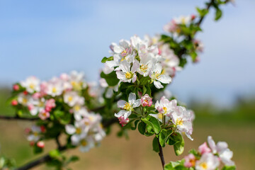 tree blossom