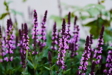 Fototapeta premium The woodland sage plant