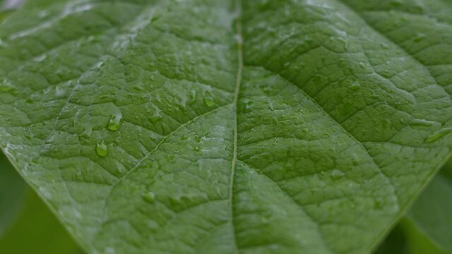 Close-up view slow motion 4k stock video footage of fresh green leaf of tree wet from falling down rain drops. Abstract natural organic background