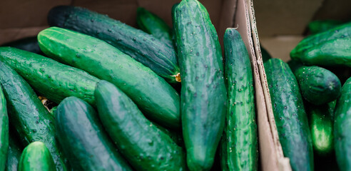 Bunch of cucumbers on boxes in supermarket